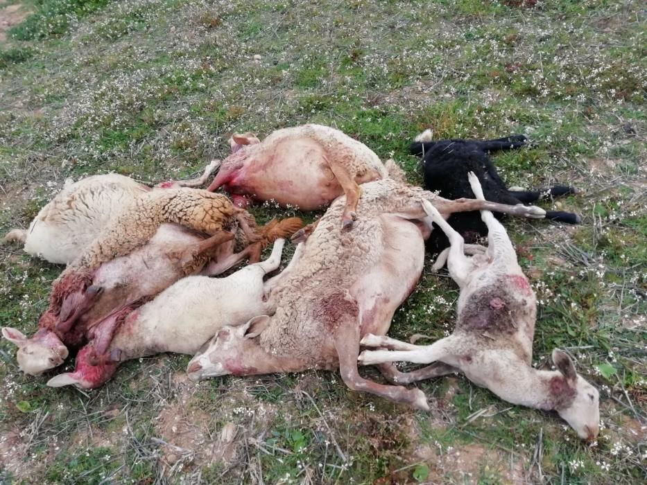 Siete ovejas muertas por un ataque de perros en Formentera