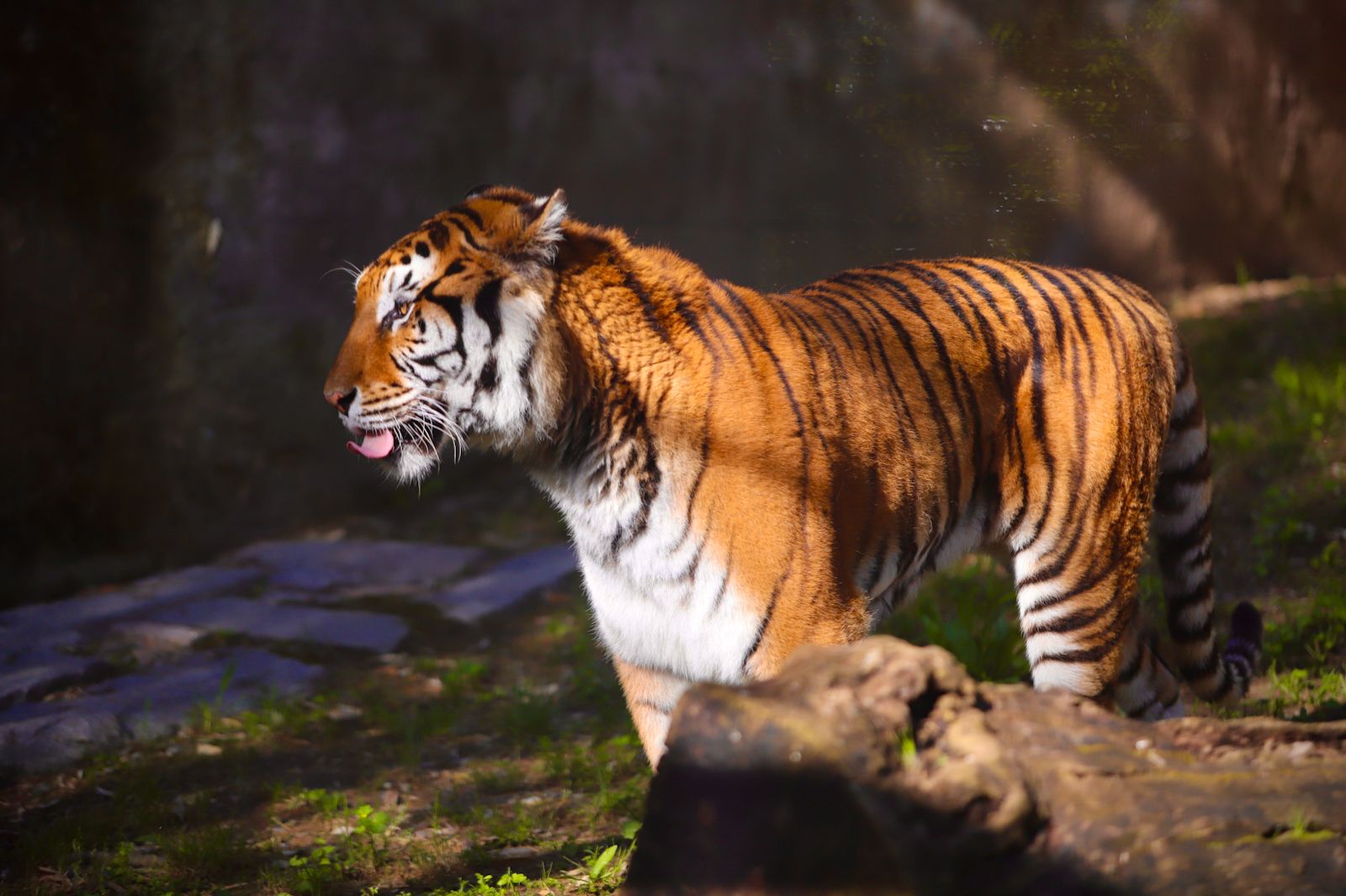 Dos tigres de bengala, nuevos inquilinos en el Zoo de Córdoba