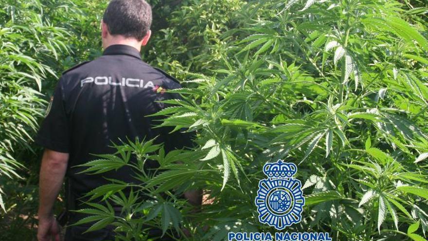 Detenido por cultivar 19 plantas de marihuana en su parecela de la partida Bovalar