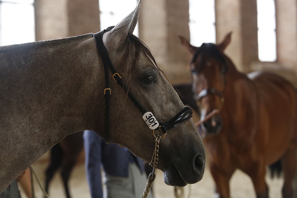 Primera jornada del concurso morfológico en Cabalcor 2021