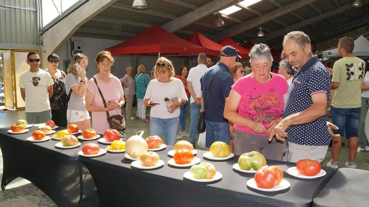 Los tomates alistanos, referente de calidad