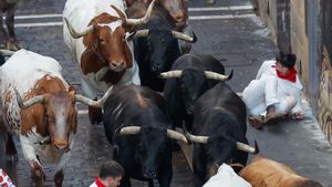 PAMPLONA, 13/07/2025.- Uno de los mozos cae al paso de los toros de la ganadería gaditana de La Palmosilla durante el séptimo encierro de los Sanfermines 2025 este domingo en Pamplona. EFE/Villar López