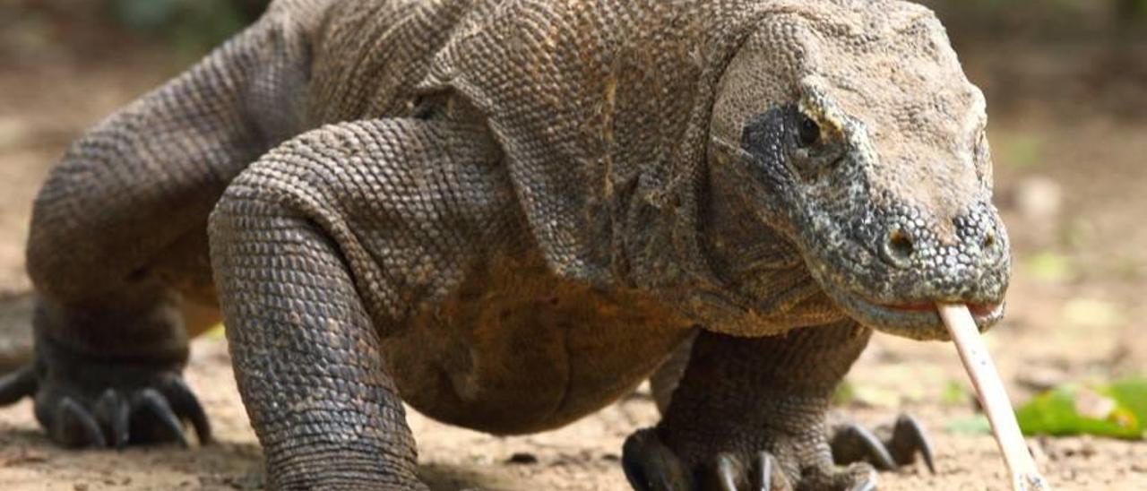 Un dragón de Komodo.