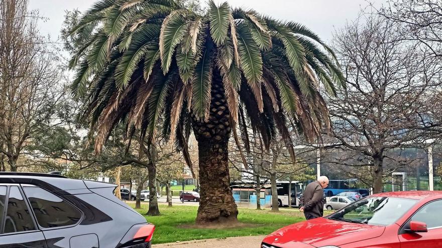 Preocupación por la palmera de Santa Cruz | L.O.