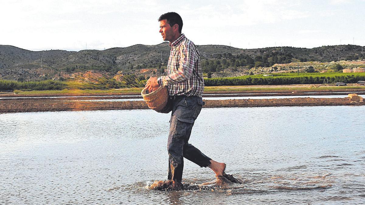 Cultivo del Arroz de Calasparra