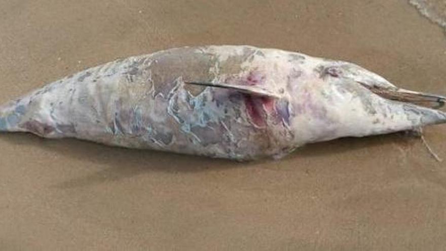 Aparece muerta una cría de delfín en la playa de El Saler