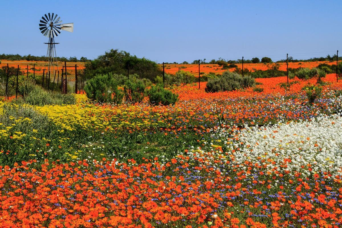 Región de Namaqualand, Sudáfrica.