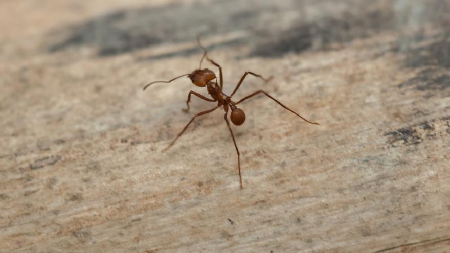Desvelada la compleja química cerebral de las hormigas