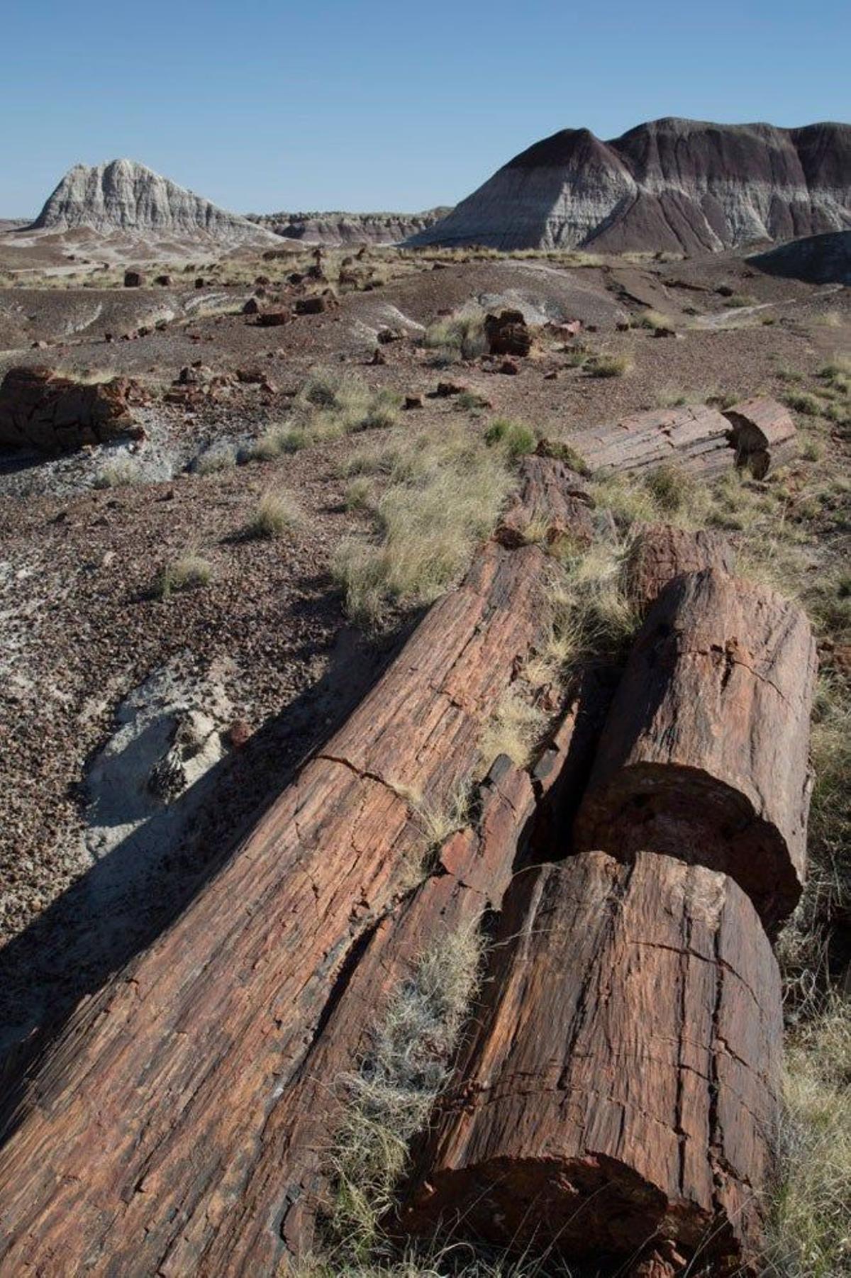 parque nacional del Bosque Petrificado