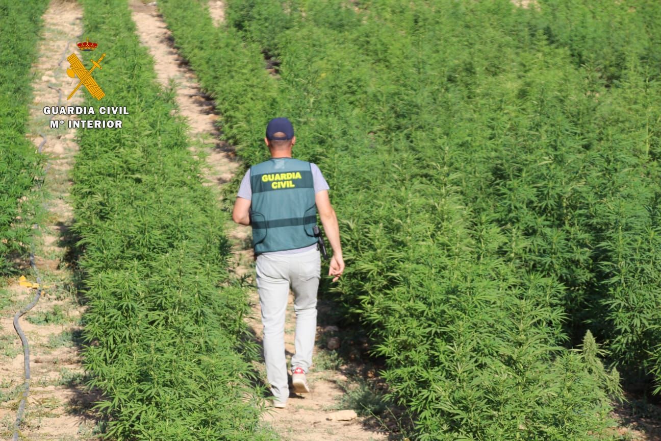 La Guardia Civil desmantela en Mequinenza una plantación al aire libre de marihuana