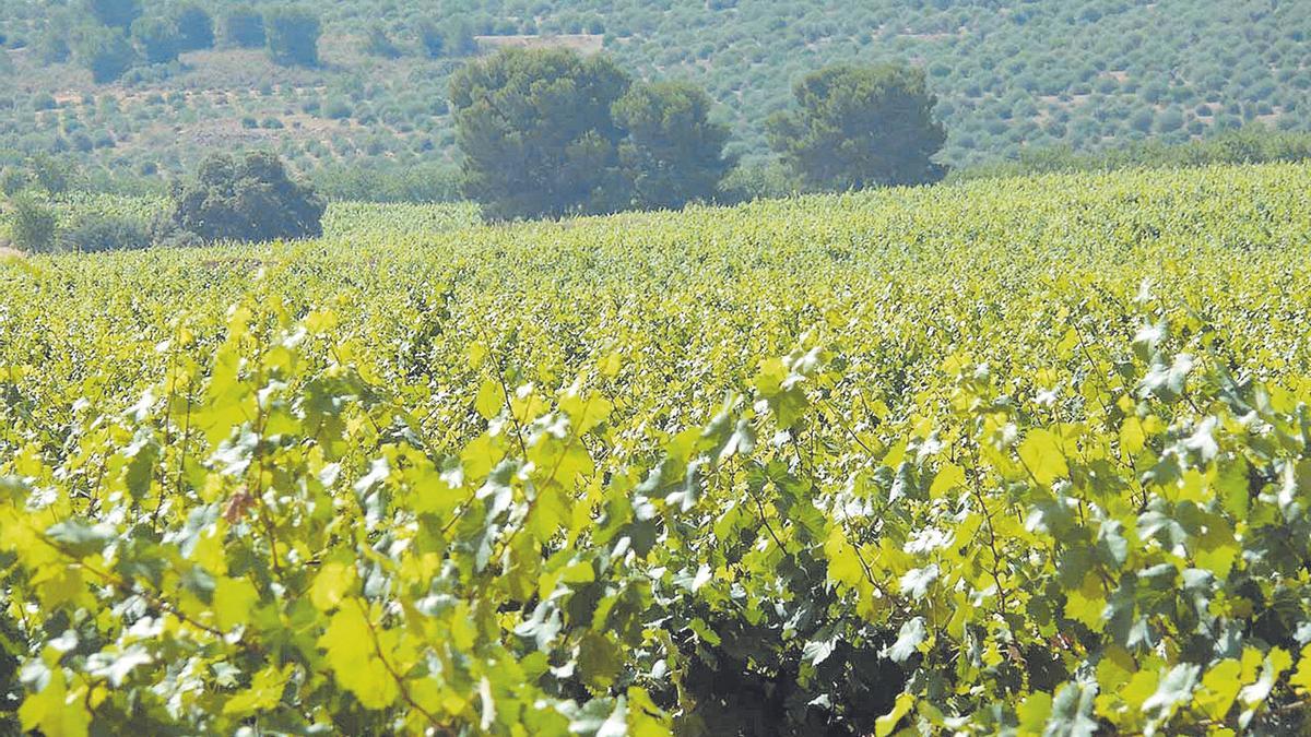 Los agricultores lanzan un grito de auxilio a la Comunidad ante la crisis  del vino murciano - La Opinión de Murcia