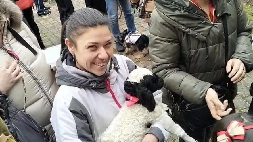 Así celebra Benavente la fiesta de San Antón