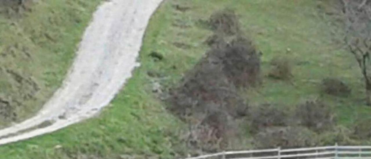 Uno de los caballos capturados, en la finca del monte Cayón (Piloña).