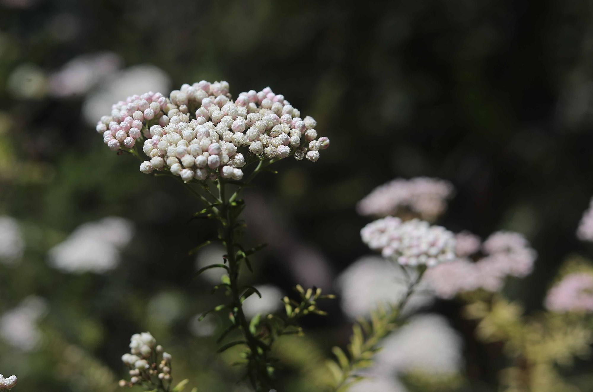 Las flores del Jardín Botánico en primavera