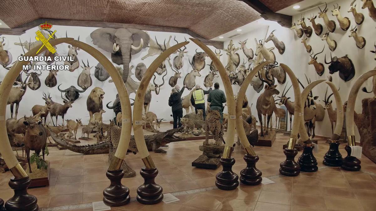 FOTOS | Las imágenes de la colección de animales disecados hallada en Bétera, la más grande de España FOTOS | Las imágenes de la colección de animales disecados hallada en Bétera, la más grande de España