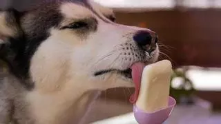 ¿Cómo hacer el mejor helado para tu perro?