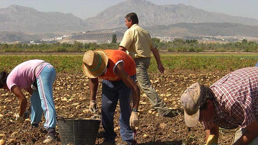 Antequera. Agricultores recolectan patatas en la vega.