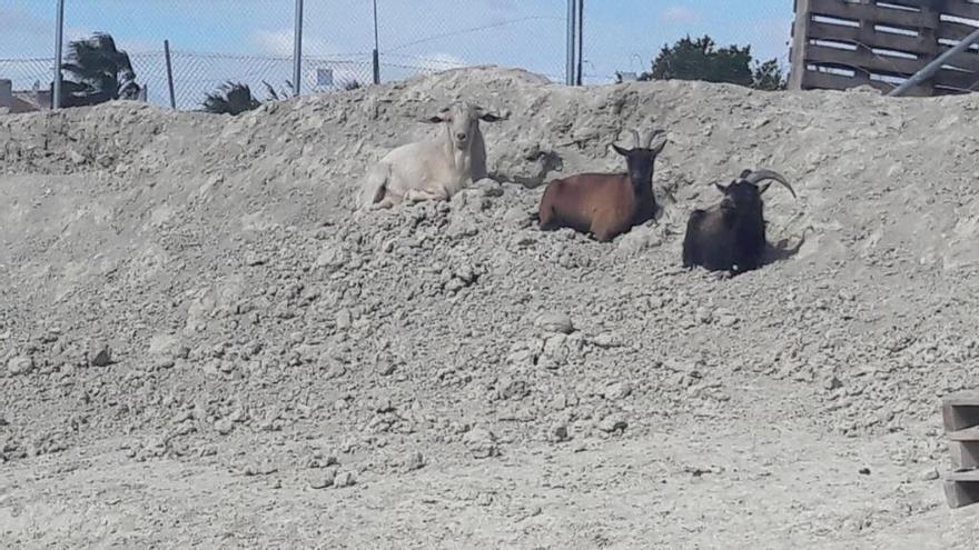 La cabra, la del pelaje blanco, en su nuevo hogar en Ceutí