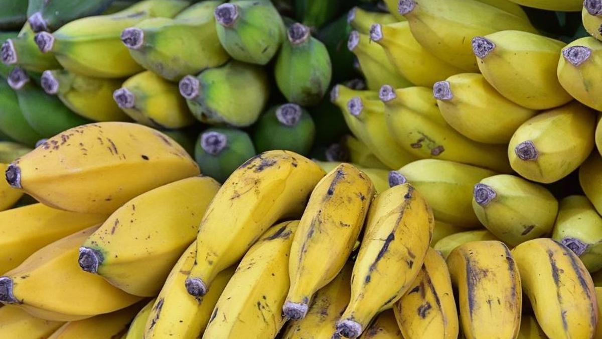 Los plátanos crecen de forma curvada