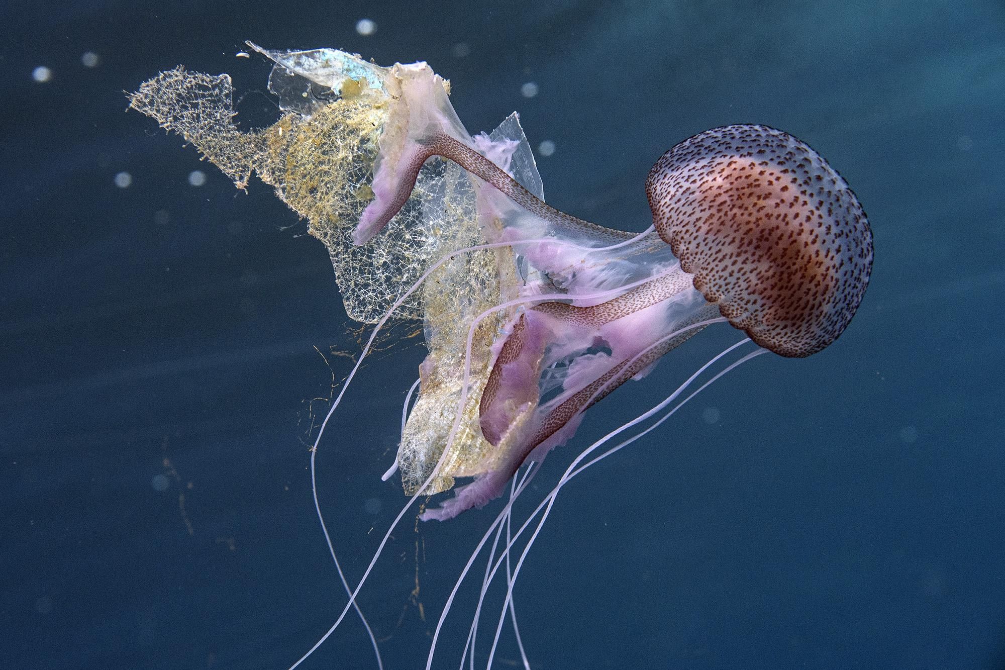 "Arrossegant plastics", premiada en la categoria conservació.