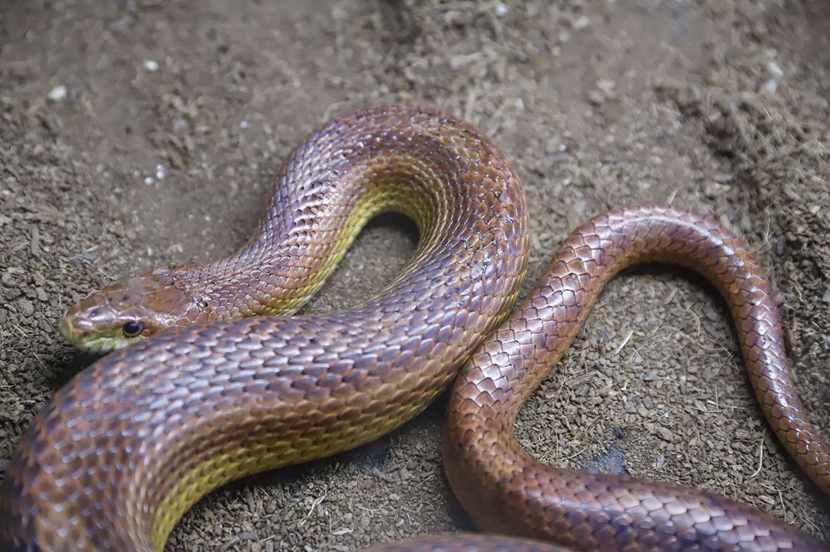 En imágenes el nuevo reptilario del zoo de Córdoba