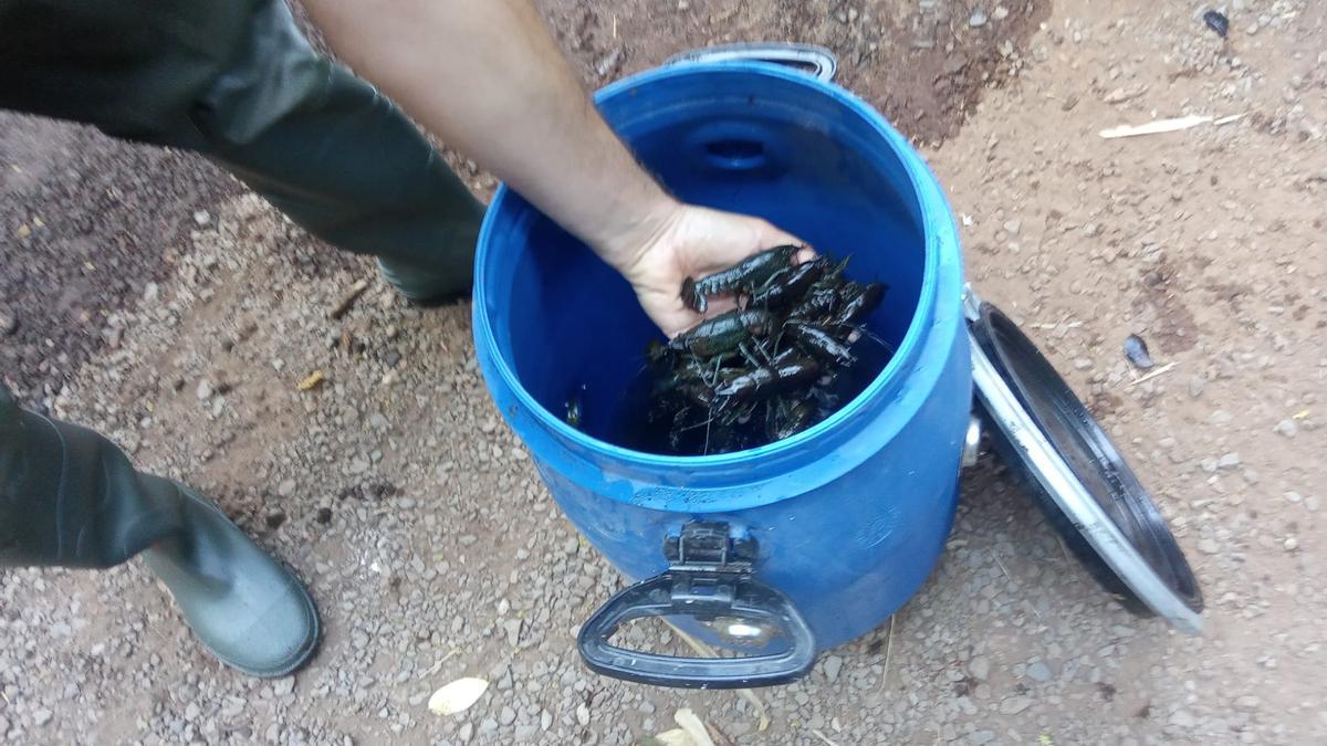 Cangrejos de río encontrados en el parque García Sanabria.