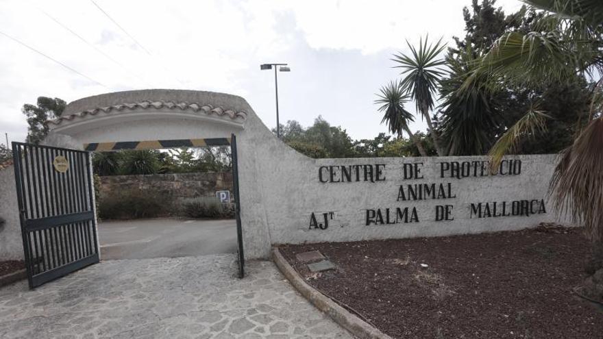 UGT presenta una denuncia por transporte de animales vivos y muertos juntos en Son Reus