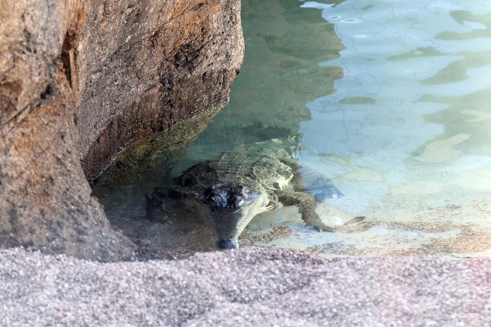 Inauguración del nuevo Oceanogràfic