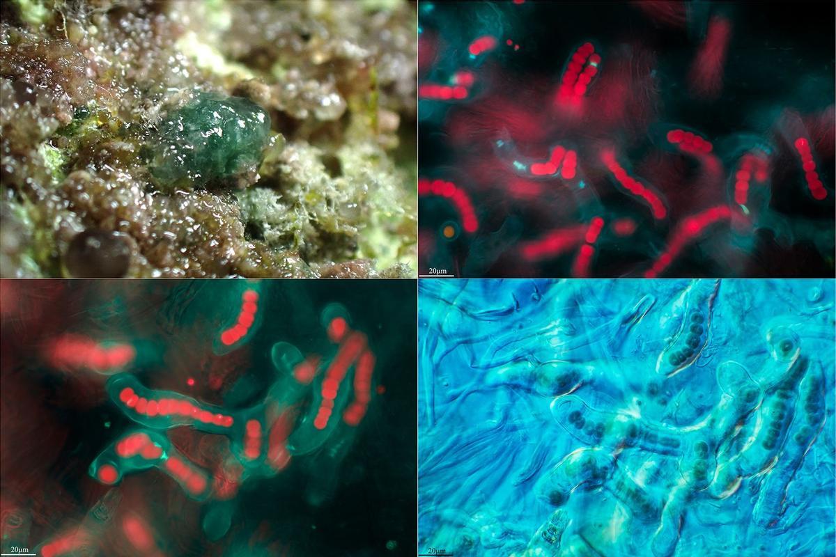 Diferentes tomas microscópicas (DIC y epifluorescencia) y aspecto general de la cianobacteria Gloeobacter violaceus, posiblemente un interesante ancestro de todos los organismos fotosintéticos actuales.