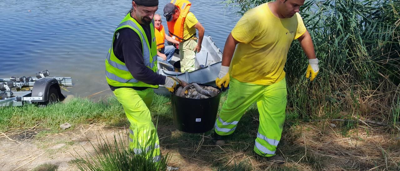 Más de 500 kilos de peces muertos en Villaralbo: primeros datos y análisis del agua en el río Duero