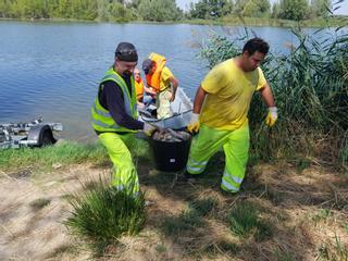 Más de 500 kilos de peces muertos en Villaralbo: primeros datos y análisis del agua en el río Duero