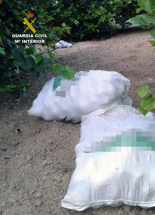 La Guardia Civil ha desmantelado un nutrido grupo delictivo dedicado a la sustracción de cítricos en el Valle del Guadalentín