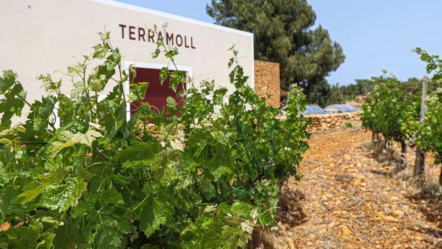Arranca la vendimia de Terramoll en Formentera