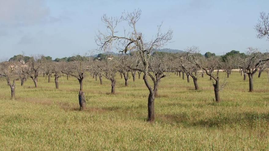 Imagen de un campo de almendros visiblemente afectado por la sequía.