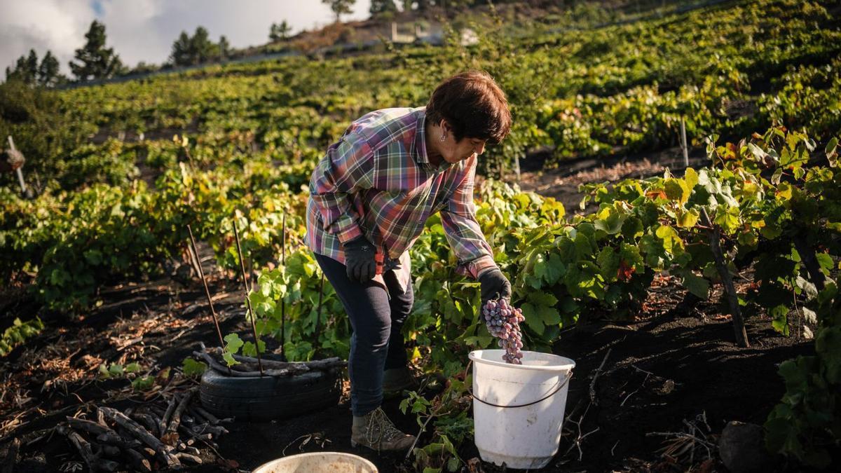 Una mujer participa en la vendimia en La Palma, que comenzó los primeros días de agosto y concluirá en octubre. | | ANDRÉS GUTIÉRREZ