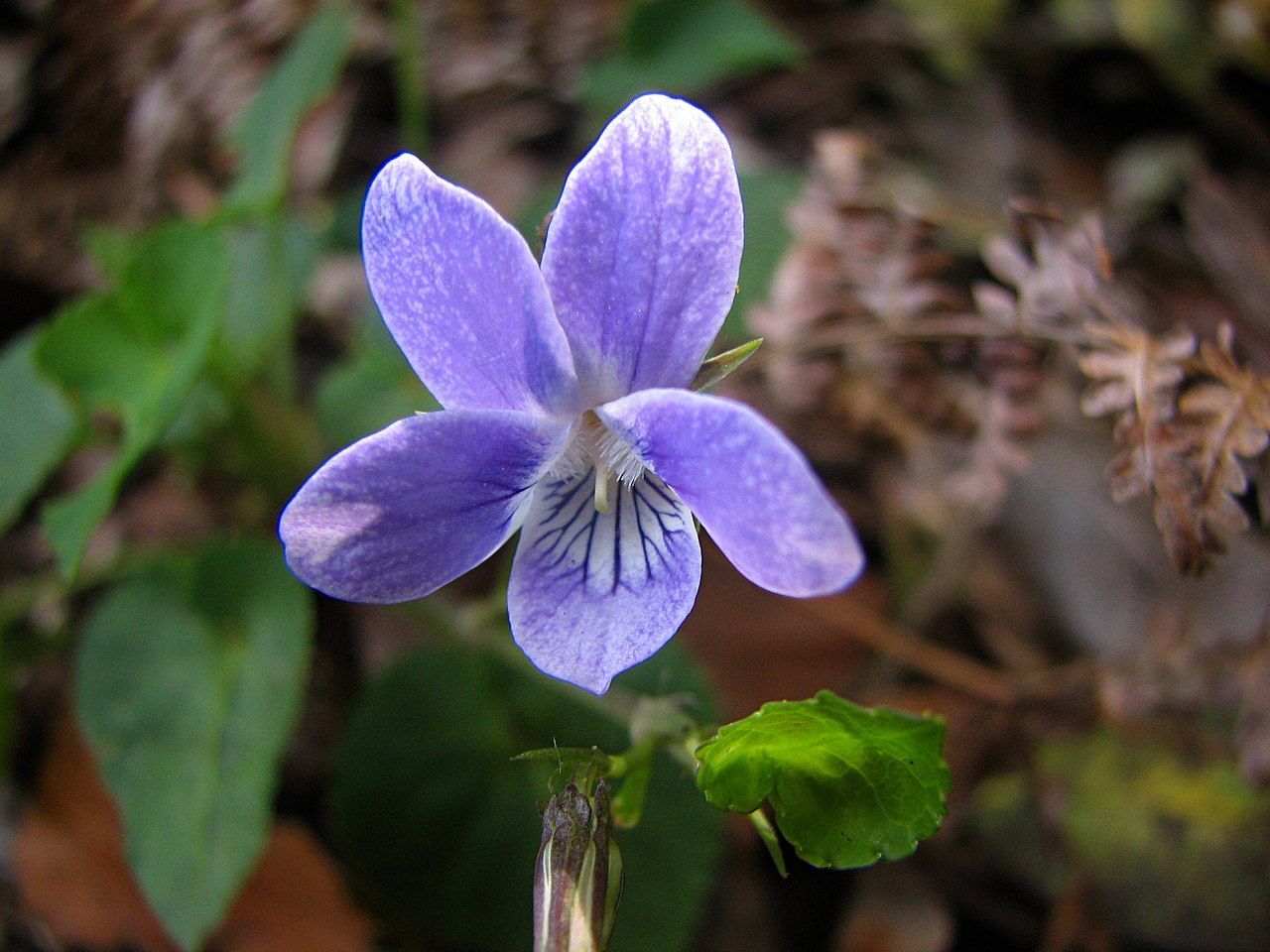 Violeta de Anaga autóctona de esta zona de Tenerife