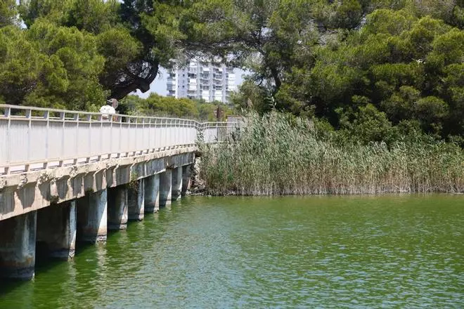 Vertido de agua verde en las playas de la Devesa y Perellonet
