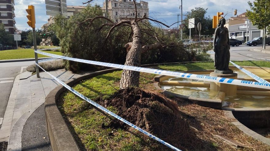 El temporal arrenca de soca-rel un pi de la Ben Plantada de Manresa
