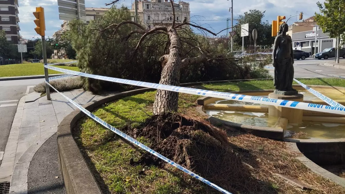 El temporal arrenca de soca-rel un pi de la Ben Plantada de Manresa