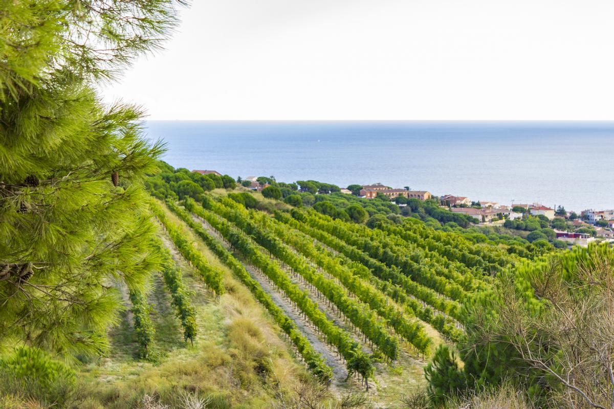 Vistas al mar desde los viñedos de Alella.