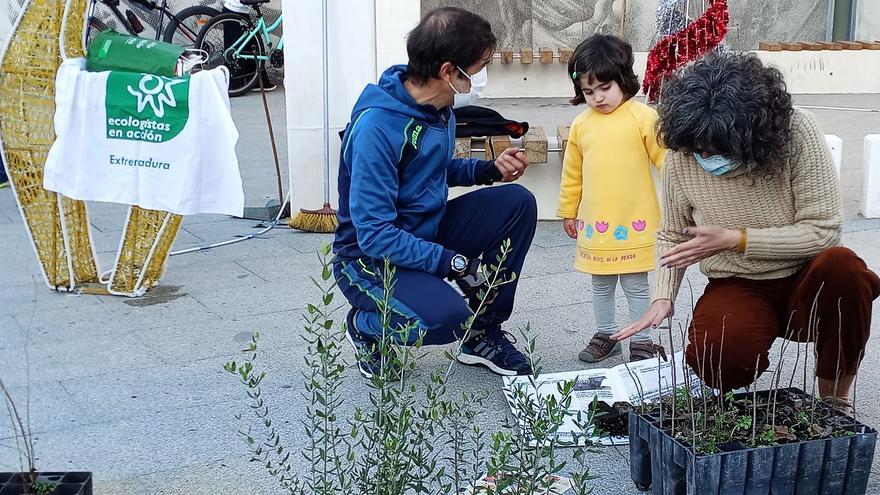 Cúriga Ecologistas en Acción Monesterio reparte 500 plantones de árboles autóctonos