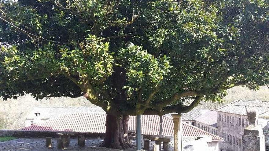 Un frondoso árbol adorna el entorno de la Fábrica de Papel. // FdV