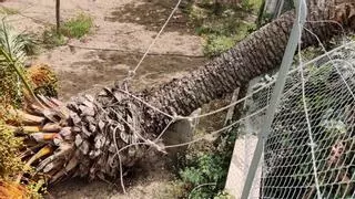 Cae la singular palmera «pipa» de la pedanía de Algoda