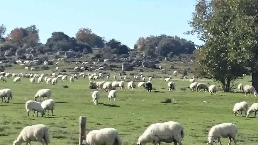 Un rebaño de ovejas pasta en una finca de Sayago.