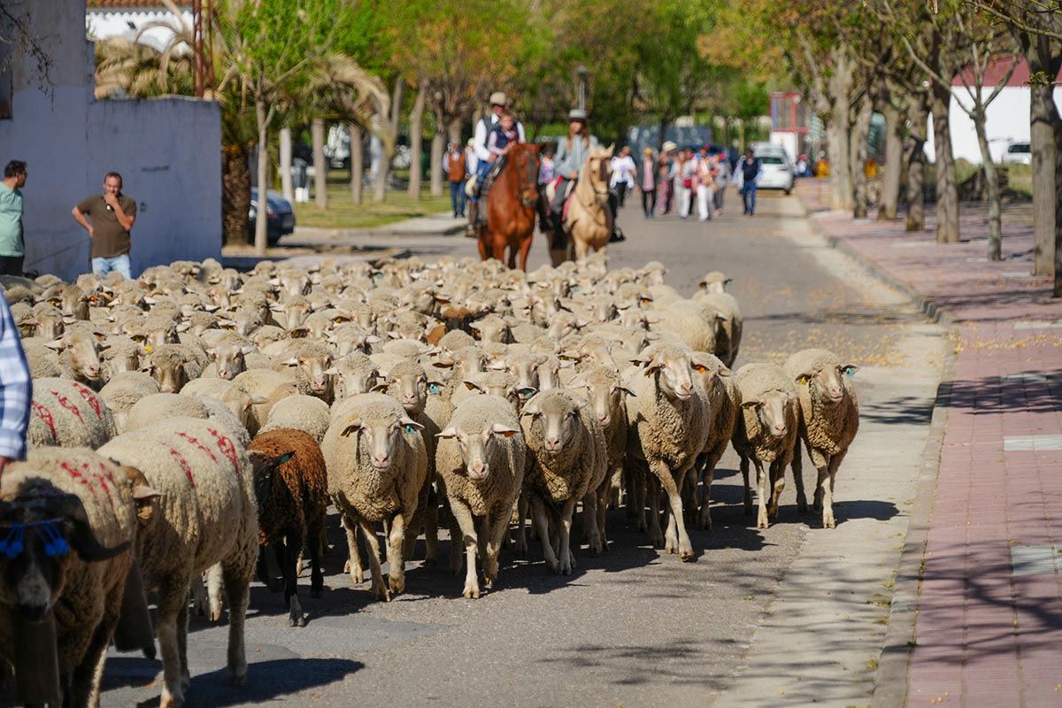 Día de las trashumancia en Belalcázar