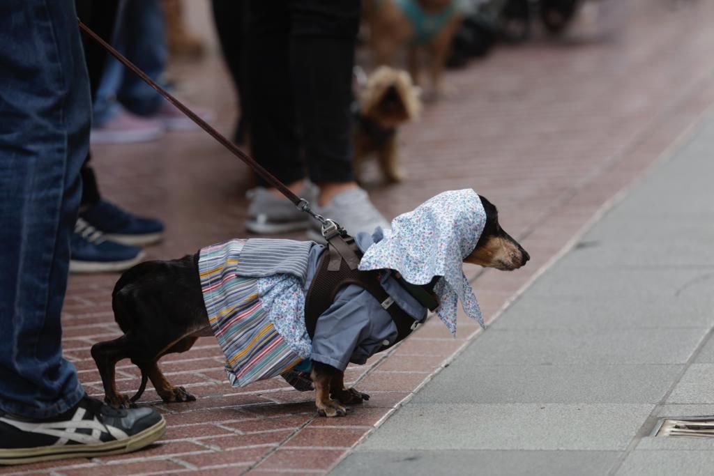 Palma celebra sus primeras 'beneïdes' sin animales exóticos por la Ley de Bienestar Animal