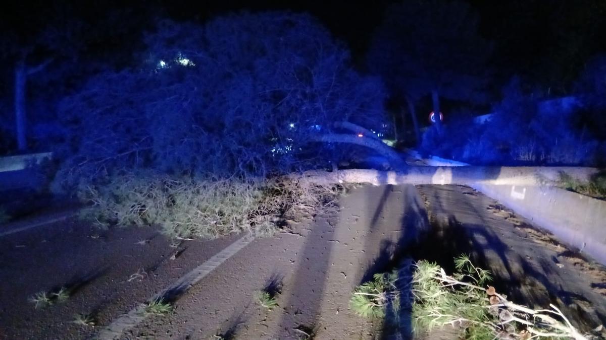 Árbol que cortó la salida sur del Port de Sagunt.