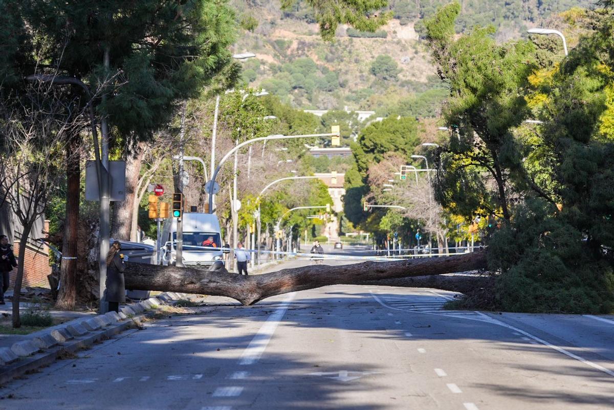 Árbol en medio de la avenida Pedralbes que impide la circulación.