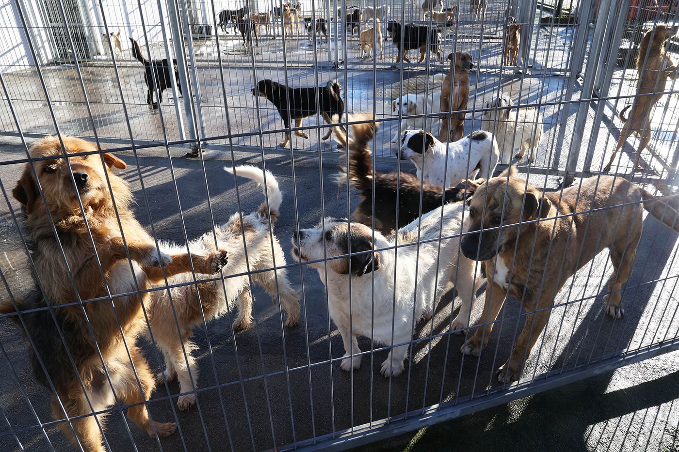 Algunos de los perros que se encuentran en la actualidad en las instalaciones de la protectora viguesa.  Alba Villar (7).jpg