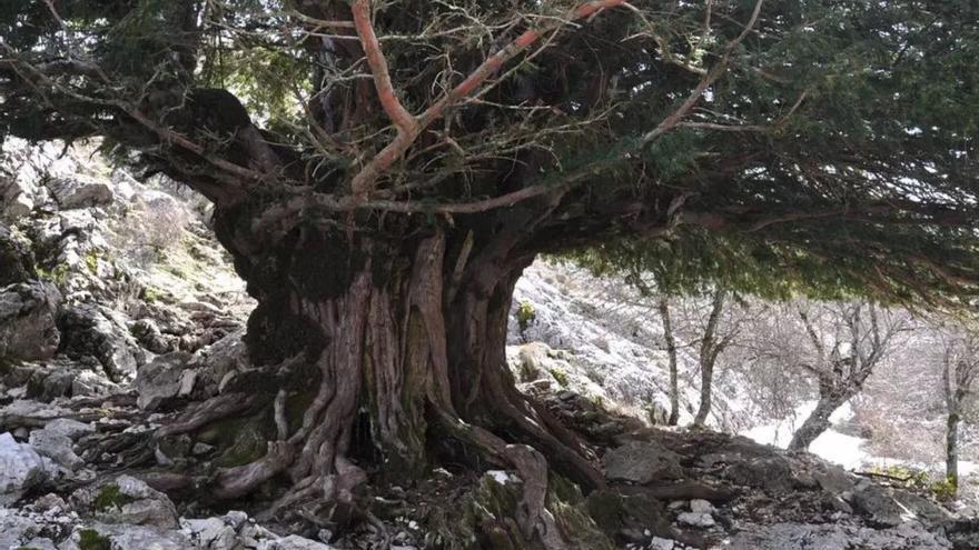 Esta es la provincia andaluza que alberga el ser vivo más antiguo de España: un árbol con más de 2.000 años